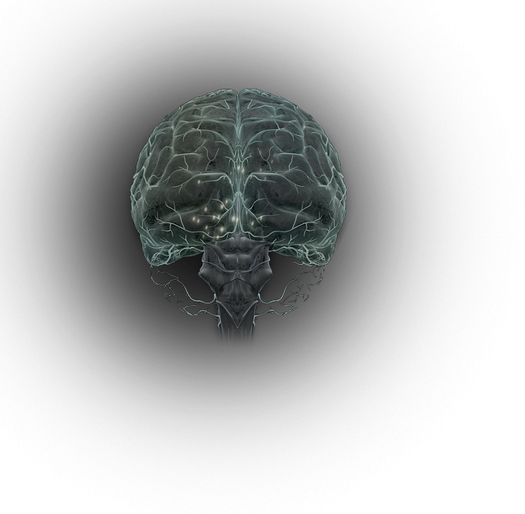 Normal Dopamine levels in the brain